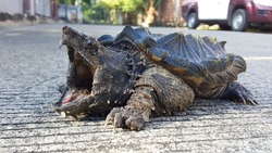 Angry Alligator Snapping Turtle on the road