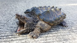 Alligator snapping turtle on the road