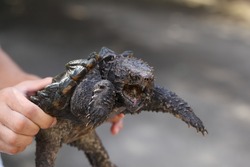 Hand holding an alligator snapping turtle, exotic and dangerous turtle