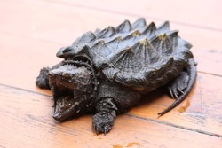 Alligator snapping turtle , exotic turtle 