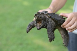 Hand holding an alligator snapping turtle.