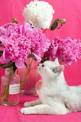 British silver chinchilla breed cat near a bouquet of pink peonies on a pink background