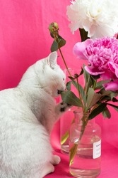 White cat gnaws pink peonies on a pink background. British silver chinchilla breed 