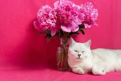 White cat sleep near a bouquet of pink peonies on a pink background. British silver chinchilla breed 