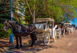 Horse-drawn carriages line up along a street in wait for passengers in Duluth's popular Canal Park.