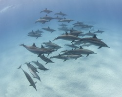 Large pod of wild spinner dolphins swimming underwater in a sandy lagoon