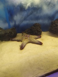 Aquatic Animal -  Under the sea with  Starfish world is super background