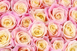 Bunch of pink and yellow bicolored rose flowers close-up as background.