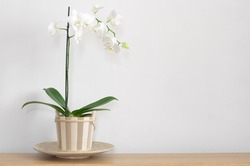 Orchid in pot on table against light wall.