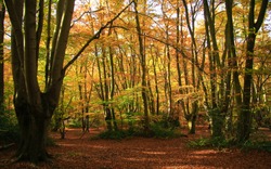 Autumn Woodland - Epping Forest, England