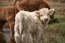 White highland cow calf portrait