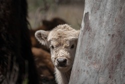 A white Highland cow calf peeking from around a tree
