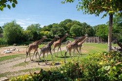 Giraffes at the zoo Leipzig