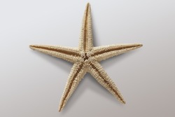 starfish skeleton image white background 