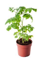 young tomato seedling in pot isolated on white background