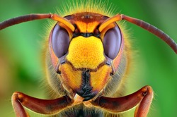 The picture shows Hornet (Vespa crabro) isolated on colorful background. Mega macro shot. Ireneusz Irass Waledzik.Extreme close-up. 