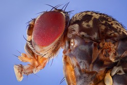 Image showed the Fruit Fly, Drosophila melanogaster. Photograph from the side showing the head and torso. Extreme macro shot made microscope lens.