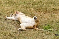 Lioness sleeping on back in Serengeti National Park in Tanzania.  