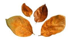 Dry leaf in isolated with clipping path. leaves in autumn photo. Winter Dead Leaves for die-cut on white Background.