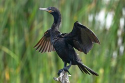 Neotropic cormorant (Nannopterum brasilianus), specimen detail flapping its wings in its natural habitat.