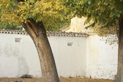 El Toboso. Castilla-La Mancha, Spain Old garden at Dulcinea house