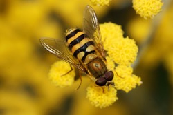 A black and yellow hover-fly on a yellow flower drinking nectar on a summers day