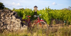 Vineyard in France, old red bike in the vineyards in spring.