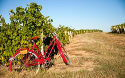Old red bike in the vineyards in France.