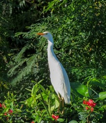white Cattle Egret perched on hedge with red flowers