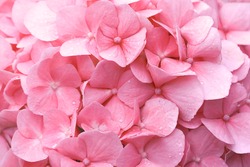 Background nautre beautiful pink orange hydrangea flower blossom.
Flower background concept for valentine, wedding, dating,woman's day and mother's day.