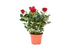 Beautifu red rose flower blooming with green leaves and branch on white background isolate and clipping path. Flower symbol of love , for valentine's day, wedding, woman's day, mother's day.