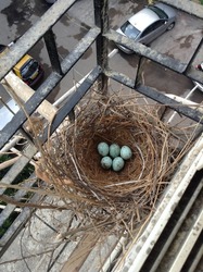 Bird eggs nest.These egg is of crow . Clicked in mumbai . Nature