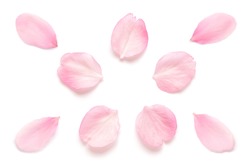 Japanese pink cherry blossom petal isolated on white background