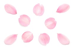 Japanese pink cherry blossom petals abstract on pure white background
