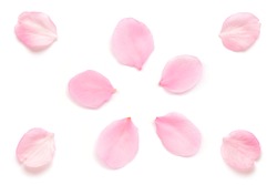 Japanese pink cherry blossom petals isolated on pure white background
