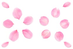 Japanese pink cherry blossom petals abstract on pure white background, natural spring sakura photography