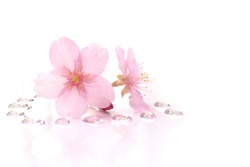 Japanese cherry blossom flowers and the dew drops #2