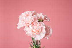 Close up photo of a pink carnation bouquet isolated over pink background with copyspace