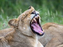 Lion yawning showing all her teeth