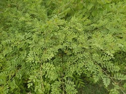 Indigofera tinctoria, commonly called true indigo, is a deciduous spreading tropical shrub or subshrub of the pea family that typically grows to 2-3' tall and as wide. As suggested by the common name,