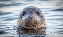 Grey seal on Scottish coast with sparling eyes watching everything