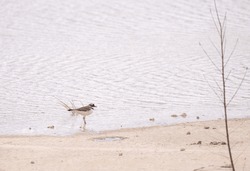 charadrius hiaticula, bird, seagull, beach, nature, water, animal
