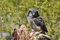 hawk owl on stup in summer