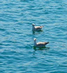 seagulls swimming in the sea, sea and seaqulls, bird on the sea