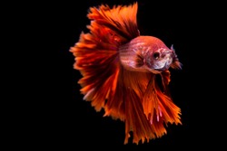 Fighting fish,Siamese fighting fish (Betta splendens)halfmoon  with a beautiful tail Fluttering, on a black background