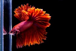 Fighting fish,Siamese fighting fish (Betta splendens)halfmoon  with a beautiful tail Fluttering, on a black background