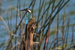 Tree kingfishers, Wood kingfishers, Larger kingfishers (Alcedo atthis)Halcyonidae,It is a migratory bird in winter.Often found alone, excluding herds.nocturnal They cling to dry branches,tree stumps