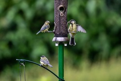 A garden bird feeder in early summer attracting blue tits and great tits