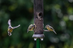Two blue tits perched on a bird feeder with another in flight nearby, with a shallow depth of field