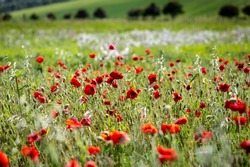 A poppy field in the South Downs, with a shallow depth of field